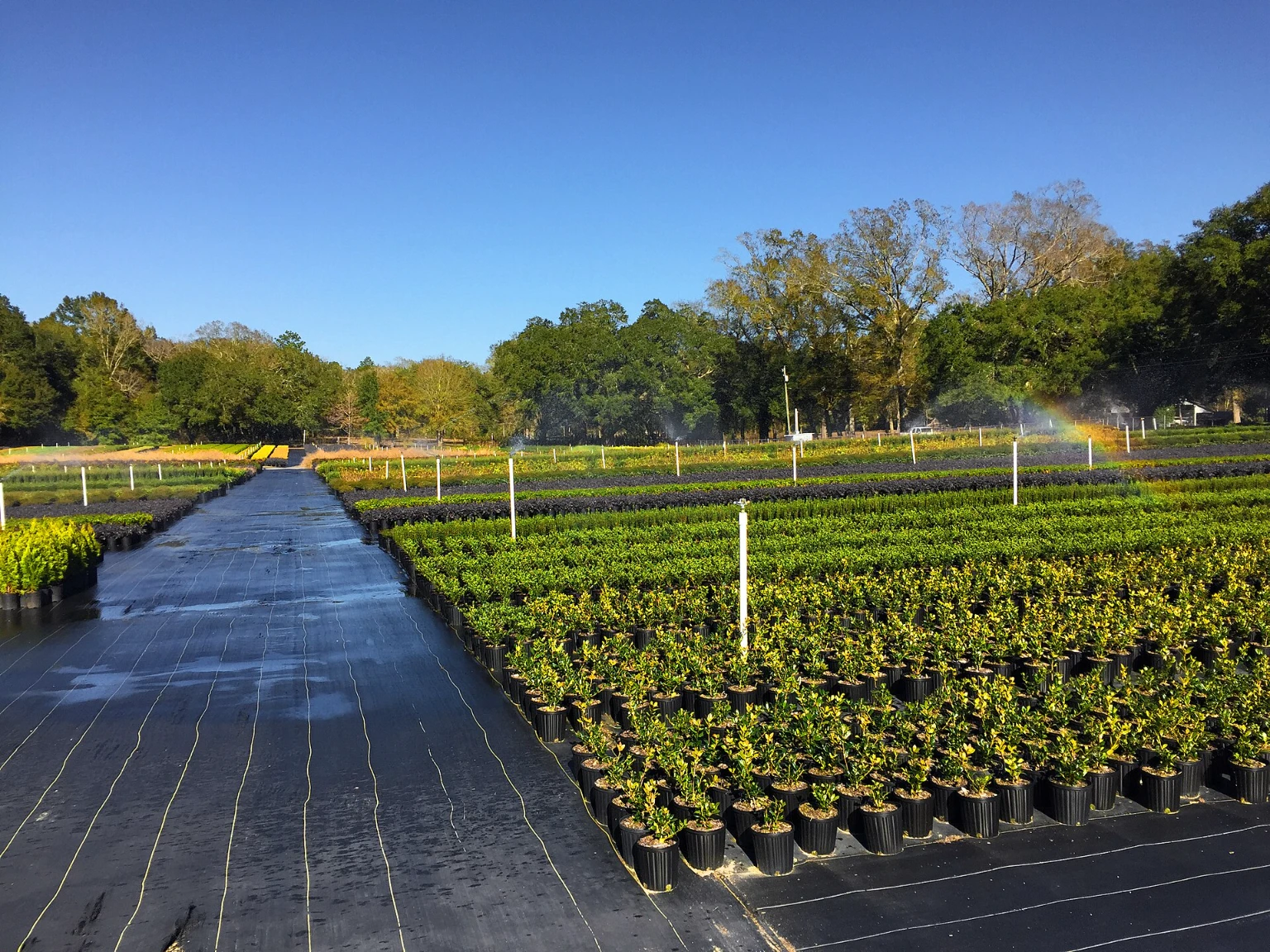 grower features illustration